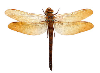 dragonfly isolated on white background