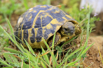 Griechische Landschildkröte (Testudo hermanni), Toskana, Italien, Europa