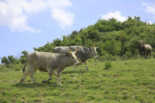 Maremmaner Rinder auf Weide, Maremma, Toskana, Italien, Europa