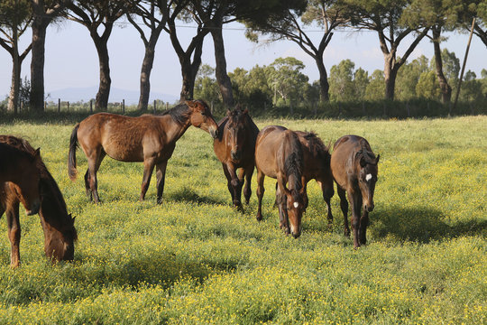 Maremmano Pferde auf Weide, Maremma, Toskana, Italien, Europa