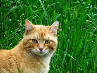 Naklejka na ściany i meble Portrait of red-haired tomcat lurking in grass.