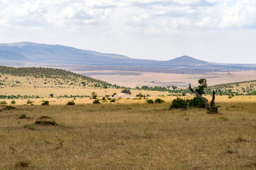 Fototapeta na wymiar Storm on the savannah and hills of Maasai Mara Park in North West Kenya