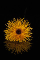 Blume, Farbe,Gerbera, Asteraceae
