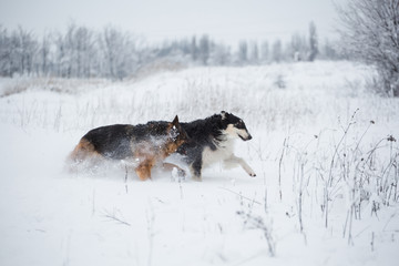 Plakat German shepherd and black with white Russian borzoi game in the snow on winter background