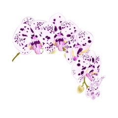 Beautiful isolated Phalaenopsis Orchid dots purple and white stem with flowers and  buds  on a white background vintage  vector closeup editable illustration editable hand draw