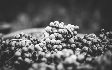 Blue vine grapes. Grapes for making ice wine. Detailed view of a frozen grape vines in a vineyard...