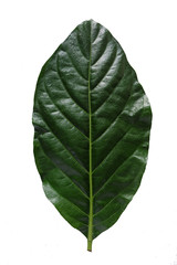 Obraz premium Morinda citrifolia leaves isolated on a white background, Noni, Indian mulberry