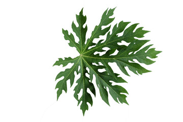 Papaya leaves isolated on a white background
