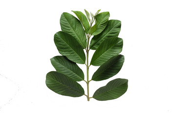 Guava leaves isolated on a white background