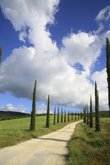 Fototapeta na wymiar Säulenzypressen mit Frühlingswiesen und Weg, Toskana, Italien, Europa