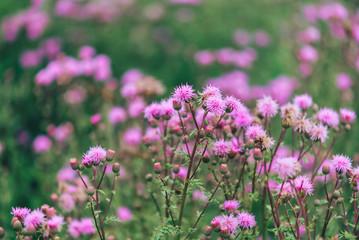 Purple flowers. Onopordum acanthium
