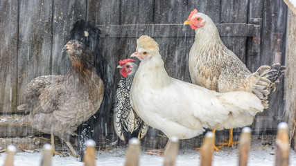 Hühner im Schnee