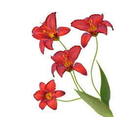 Red daylily flowers isolated on white