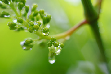 Fresh young grapes with water drops after the rain in spring. Vine grape growth. Unripe grapes crop.