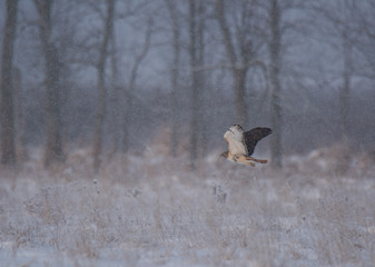 Hawk Flying in Snowstorm