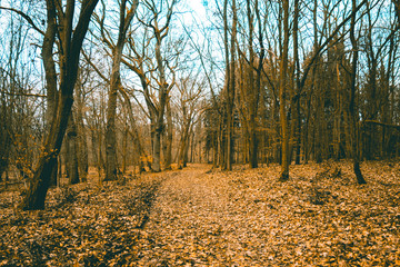 Obraz premium vintage colored forest with rural trees