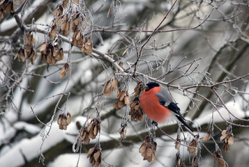 Bullfinch sitting on a branch of a maple