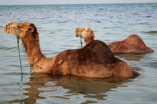 Wielbłądy w kąpieli