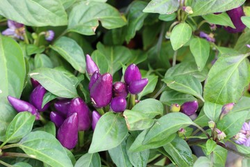 Chili peppers in garden