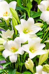 Bouquet of white lilies. Beautiful white lilies