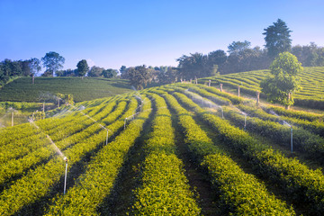 Tea field agriculture at Chiangrai, Thailand.