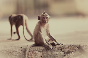 Monkey on the way. Cute monkey