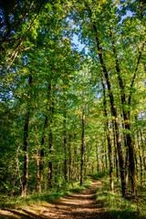 Fototapeta na wymiar beautiful green forest. Forest trail landscape