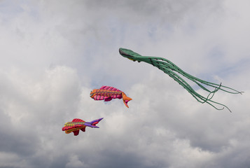 Fototapeta na wymiar Feast of kites in the park