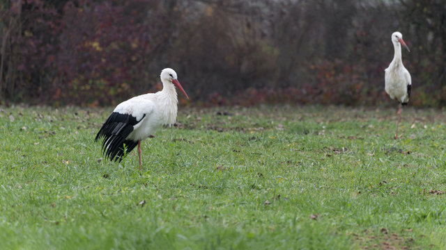 photo of two storks