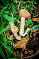 mushrooms in the grass