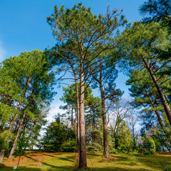 pine forest. Natural Green Pine forest