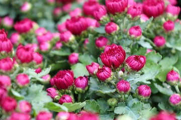 Chrysanthemum flower in tropical