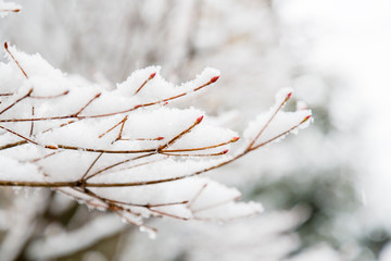 雪の積もった木の枝