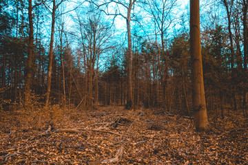 Fototapeta premium brown forest at winter with blue sky