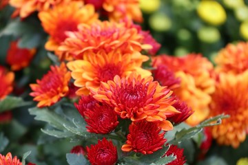 Chrysanthemum flower in tropical