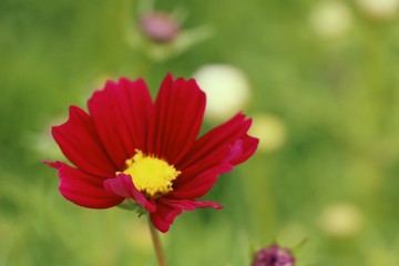 Obraz premium Cosmos flower in tropical