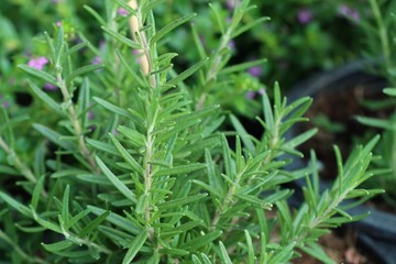 Rosemary plant in garden
