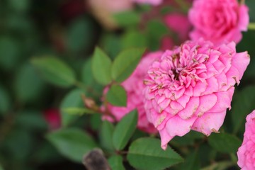 Pink roses in tropical
