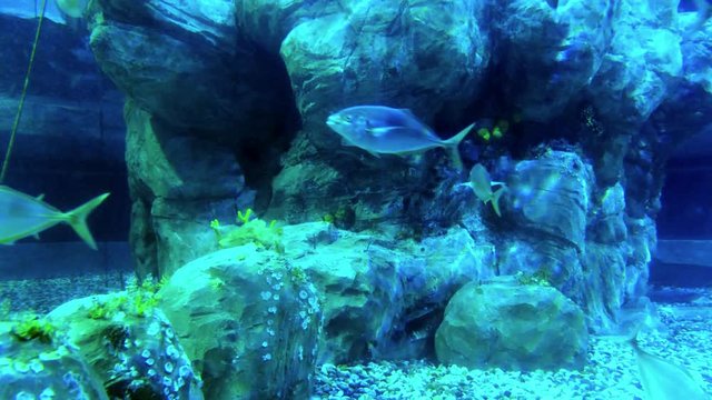 Sawshark swimming in aquarium