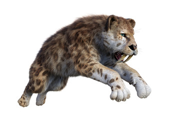 3D Rendering Sabertooth Tiger on White