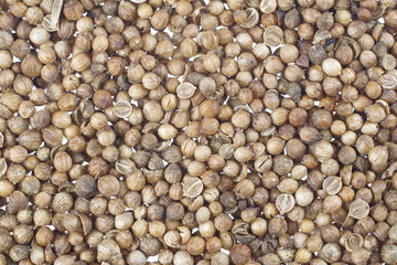  dry coriander seeds