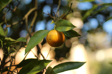 orange