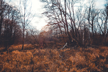 Obraz premium beautiful winter landscape with rural trees and brown corn grass