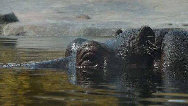 Close up portrait of one hippopotamus swimming in water, extreme close up, low angle view