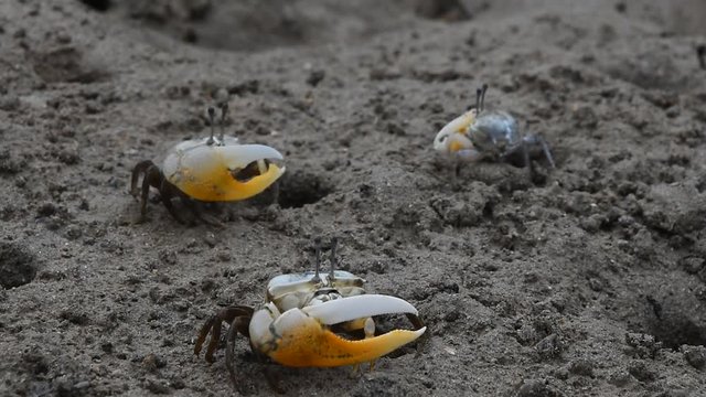 Close up of three small tropical fiddler crabs with big yellow claws crawling in mud of sand sea shore beach, high angle view