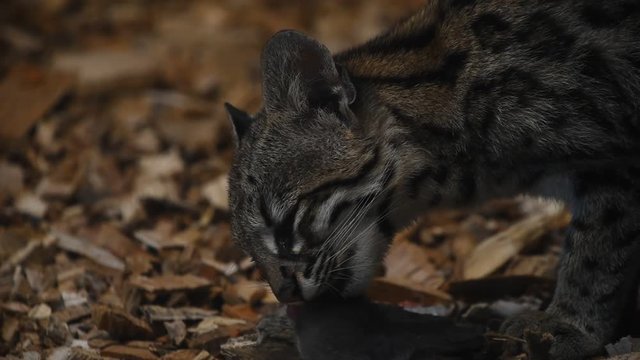 Close up side profile view of margay wildcat eating rat in the dark, low angle