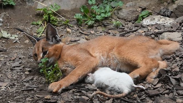 Close up view of one cute baby caracal kitten playing with food, dead white rat, imitating hunting and chasing prey, low angle