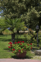 Fototapeta na wymiar Mediteraner Garten mit Blühpflanzen, Italien, Europa