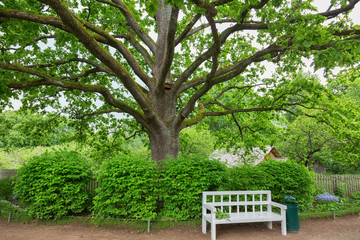Old oak tree in park of the Mikhailovskoye village, Pushkinskiye Gory Reserve, Russia