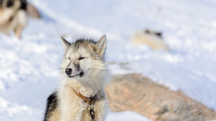 Obraz premium Schlittenhund in Grönland